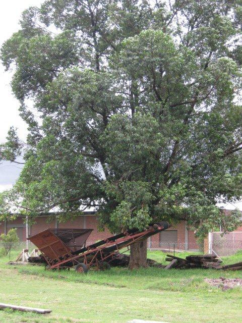 The coal conveyor belt