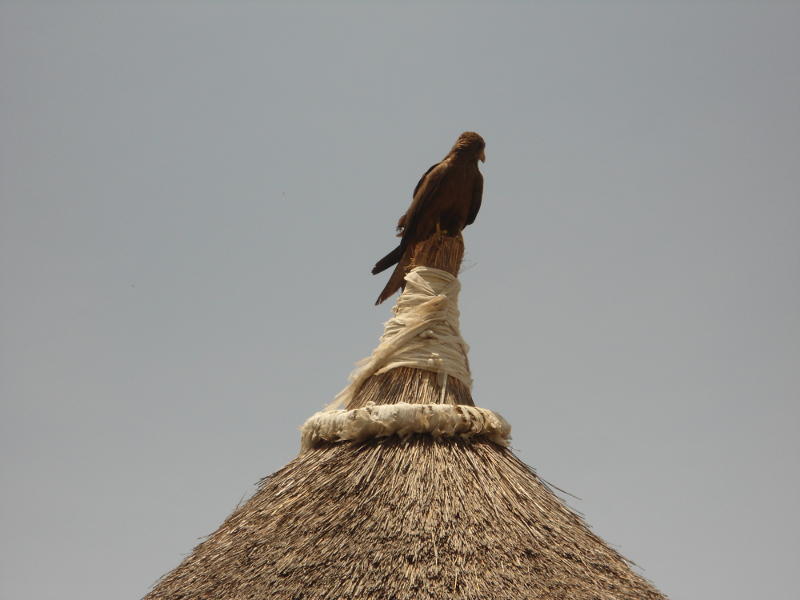 Not a helicopter but a kite sitting on the roof of the house I slept in in Waat. These scavengers will steal food out of your hand or off your plate if you're not careful.